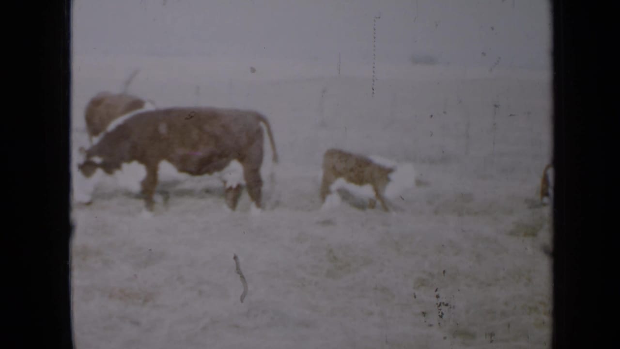 Adult cows and a small calf move across a pale snowy field.
