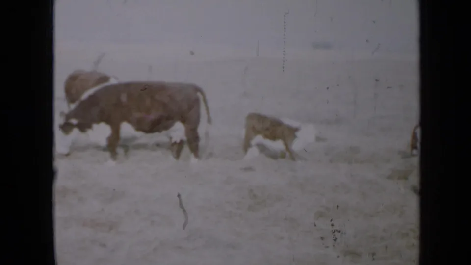 1958 Minnesota home-movie frame with cows and a calf crossing an open snowy pasture under an overcast sky.
