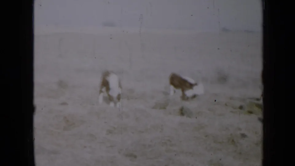 Distant brown and white cattle graze in a snow-dusted Minnesota pasture in this soft 1958 8mm frame.