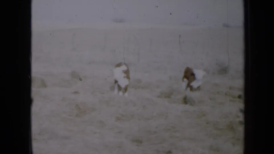 Final 1958 Minnesota frame showing two cattle in a pale snowy pasture, with visible grain and scratches from the 8mm scan.