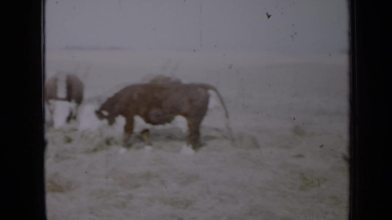 Brown and white cattle graze on hay in a rural field behind a dark film frame edge.
