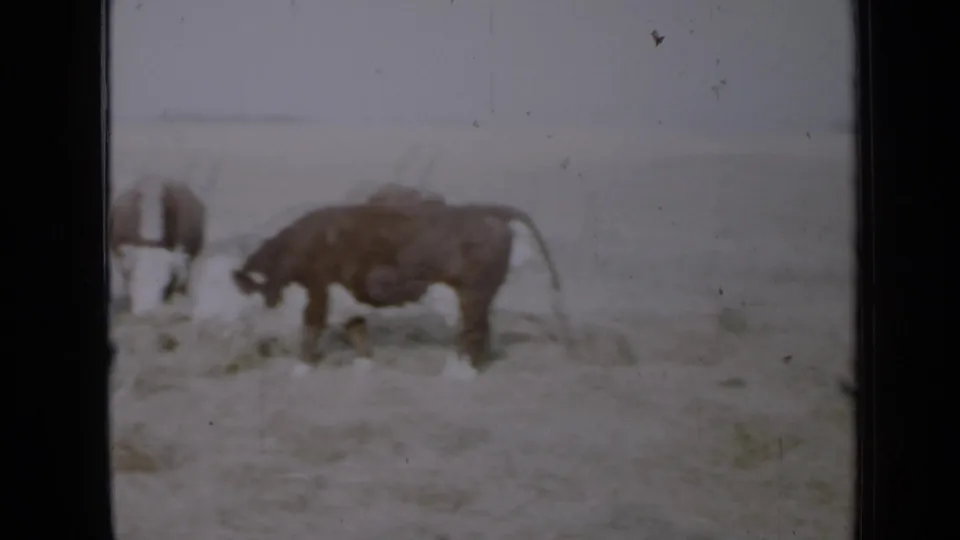 1958 Minnesota 8mm frame showing Hereford cattle feeding on hay in an open field with a pale horizon.