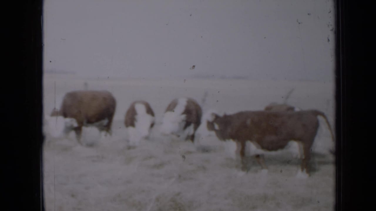 Several cattle stand across a field while feeding on hay near a distant fence line.