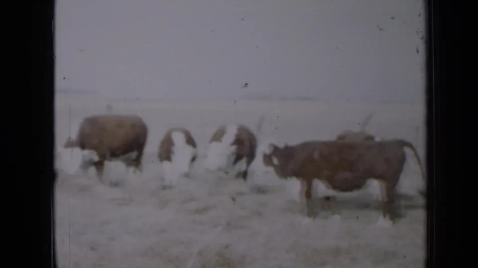 Hereford cattle graze in a Minnesota field, with dry grass, hay, and a faint wire fence visible in the background.