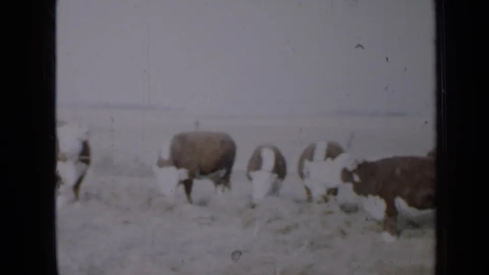 Faded 8mm footage shows Hereford cattle feeding on hay in an open Minnesota pasture in 1958.