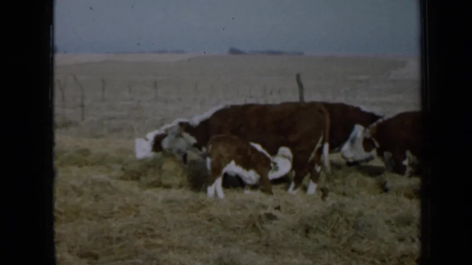 A clearer 1958 Minnesota 8mm frame shows cattle and a calf gathered around hay in a fenced rural field.