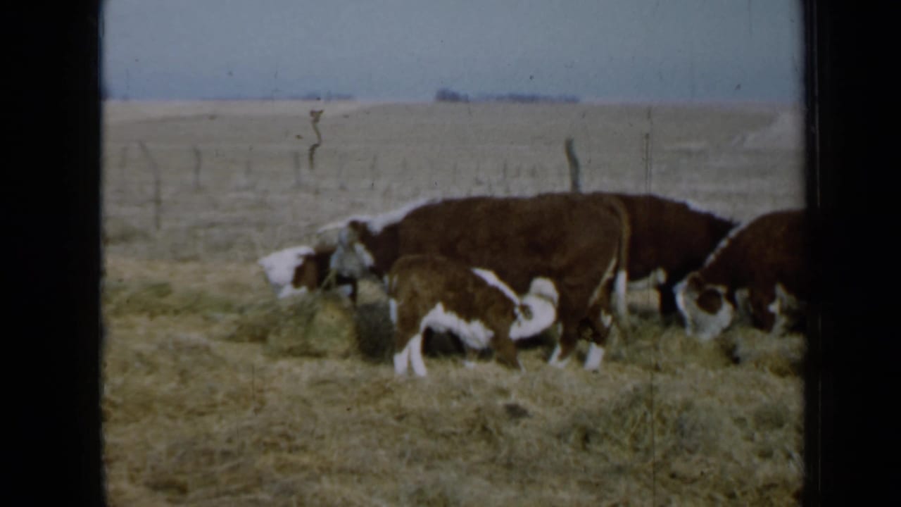 Hereford cattle and a calf feeding on hay in a dry open field.