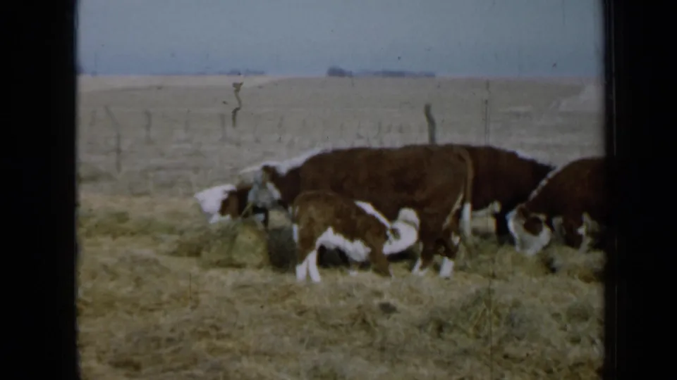 1958 Minnesota 8mm frame showing Hereford cattle and a calf feeding on scattered hay in a fenced rural field.
