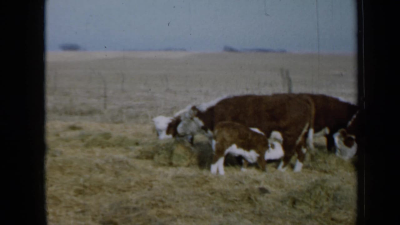 Hereford cattle feed in a dry Minnesota pasture, with wire fencing and a pale sky behind them.