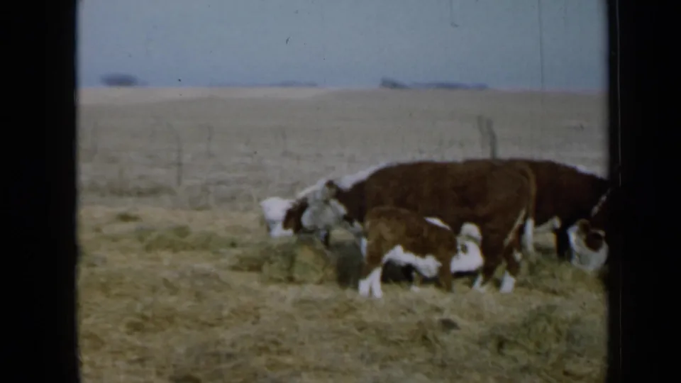 Hereford cattle feed in a dry Minnesota pasture, with wire fencing and a pale sky behind them.