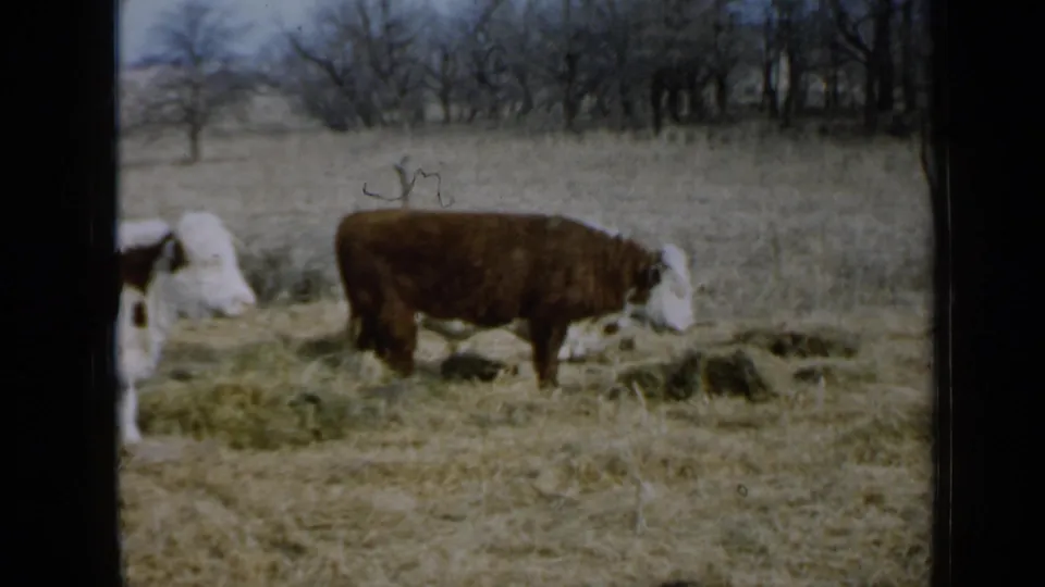 1958 rural Minnesota frame with a Hereford cow near loose hay and bare trees beyond the field.