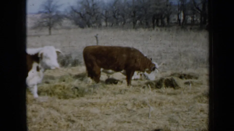 Hereford cow feeding from scattered hay in a dry Minnesota field, with bare trees and 8mm film wear visible.