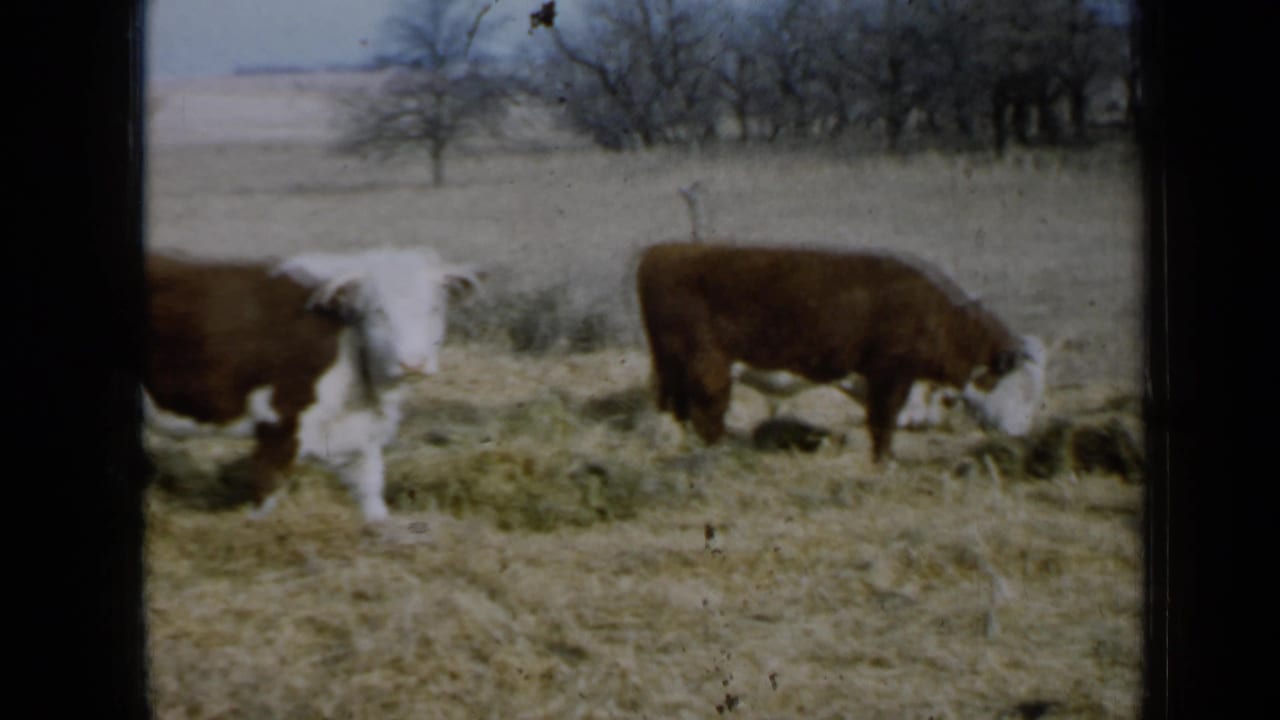 Two brown-and-white cattle graze in a dry pasture with bare trees in the distance.