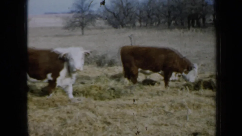 1958 rural Minnesota home-movie frame showing brown-and-white cattle grazing in a dry pasture beneath a pale sky.