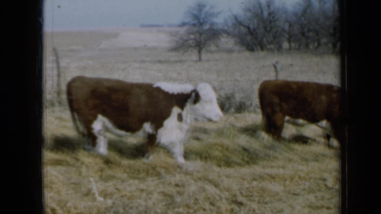 Rural Minnesota 8mm frame of a Hereford-type cow moving across dry pasture, with another cow cropped at the edge.