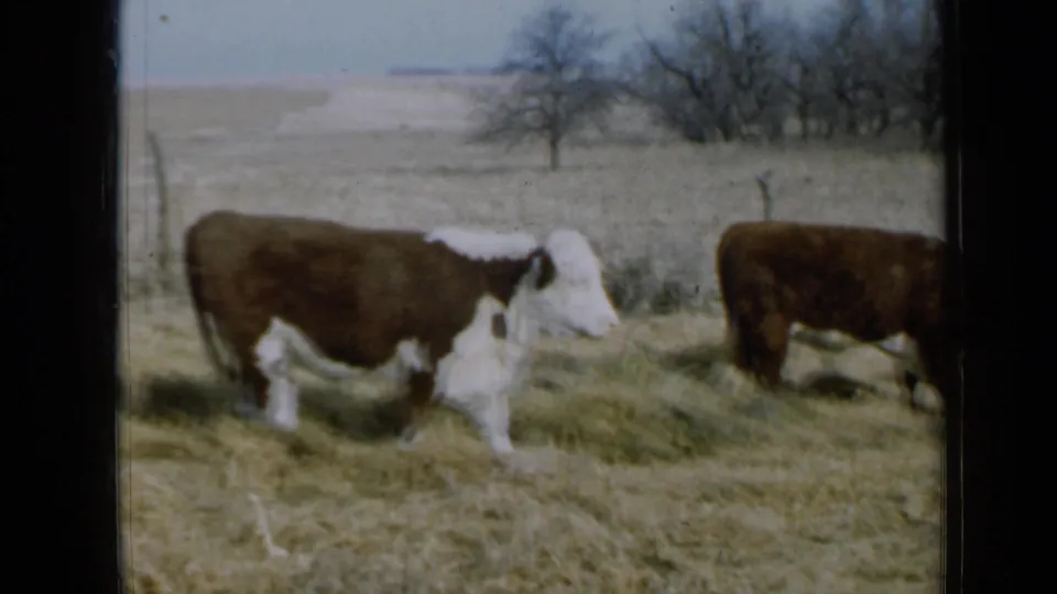 Rural Minnesota 8mm frame of a Hereford-type cow moving across dry pasture, with another cow cropped at the edge.