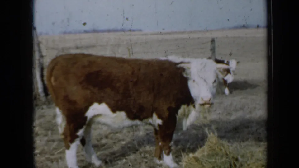 1958 rural Minnesota frame with a brown-and-white cow seen closer in the pasture, with open land behind it.