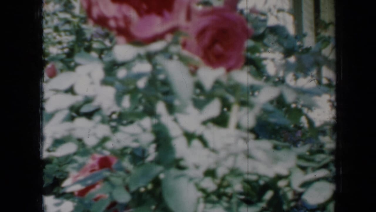 1958 Minnesota 8mm frame showing red roses and sunlit garden foliage in soft focus.