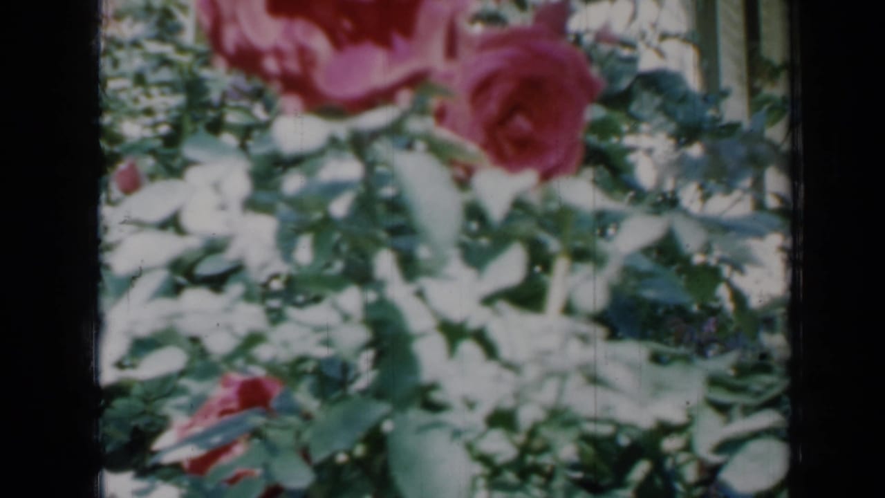 Close 8mm view of red roses and surrounding foliage in a Minnesota garden, dated by metadata to 1958.