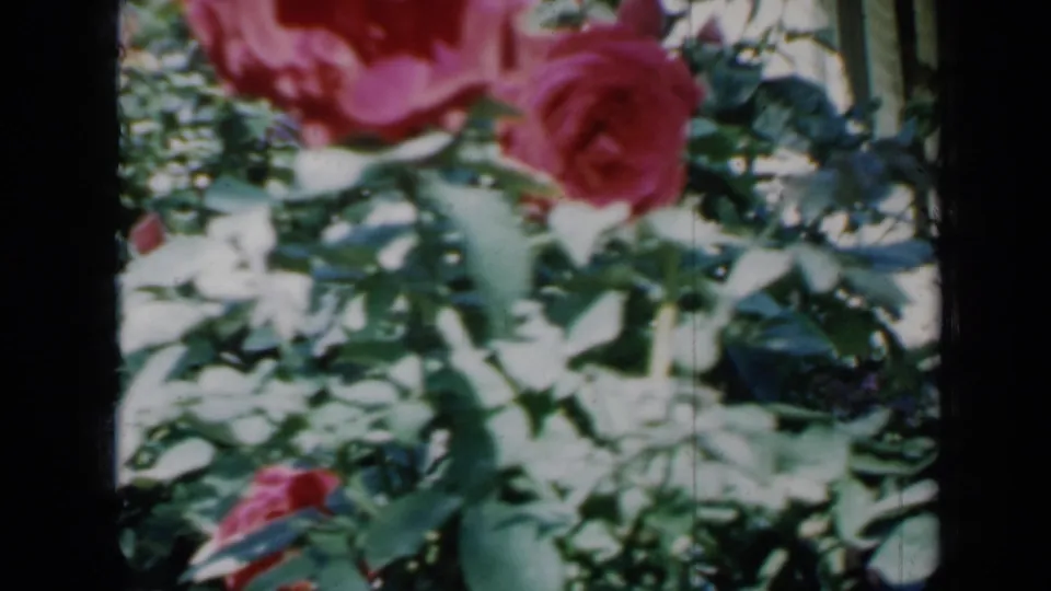 Soft-focus 1958 Minnesota home-movie frame of red roses and dense garden foliage.