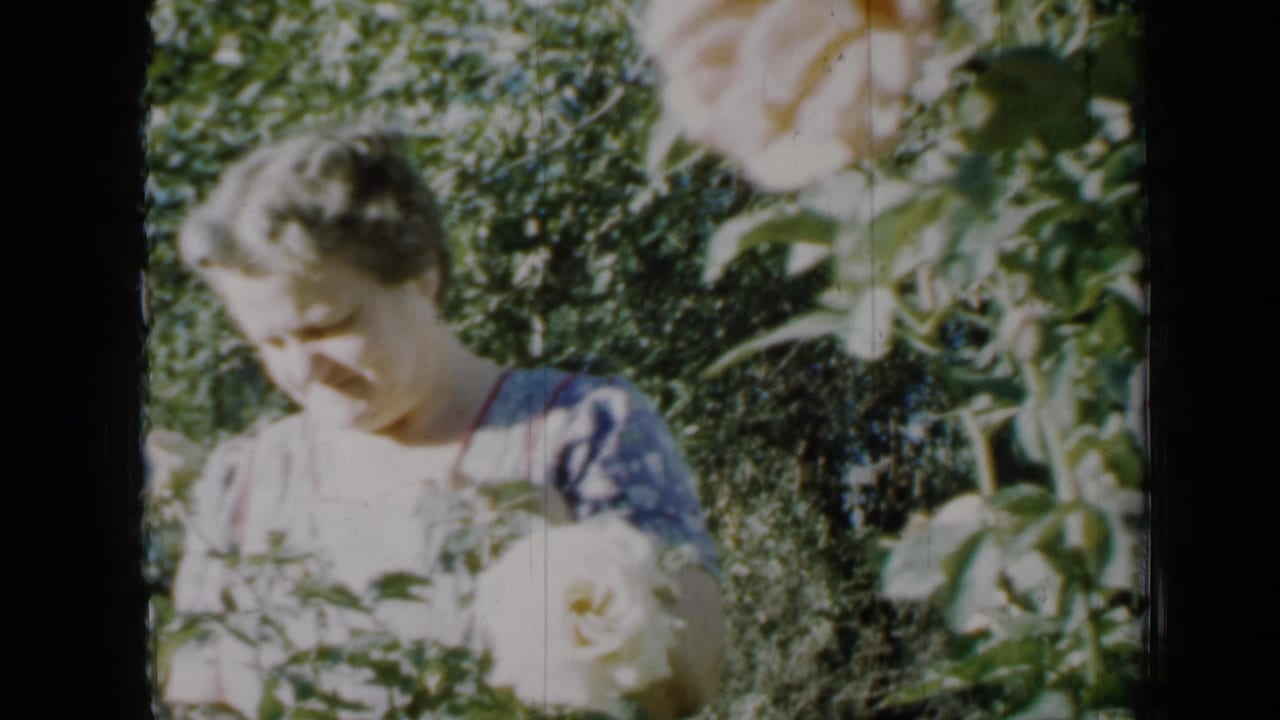 The woman looks down toward white roses and foliage in a 1958 Minnesota garden scene captured on 8mm film.