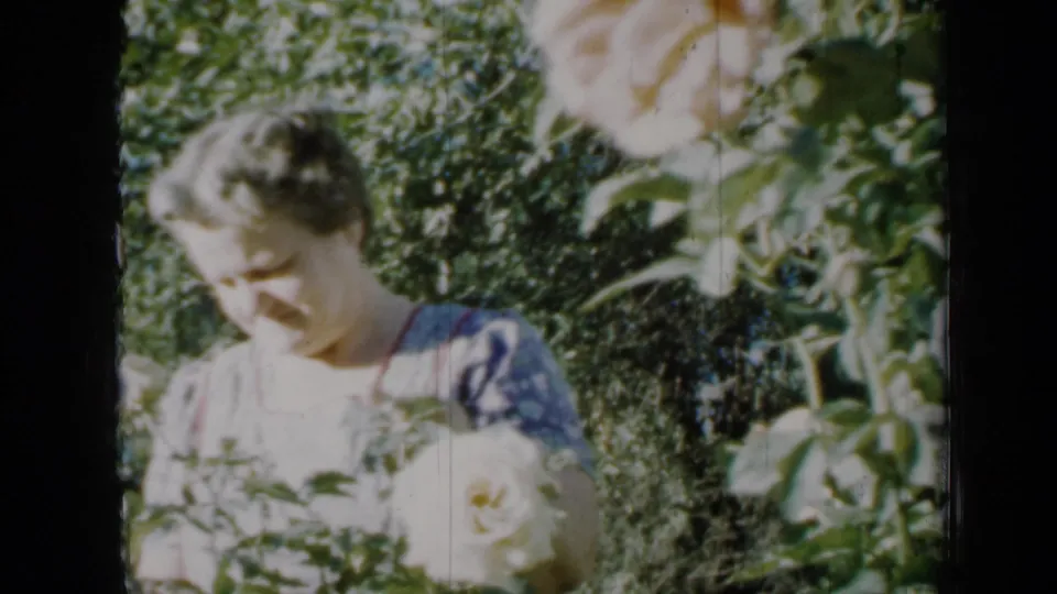 The woman looks down toward white roses and foliage in a 1958 Minnesota garden scene captured on 8mm film.