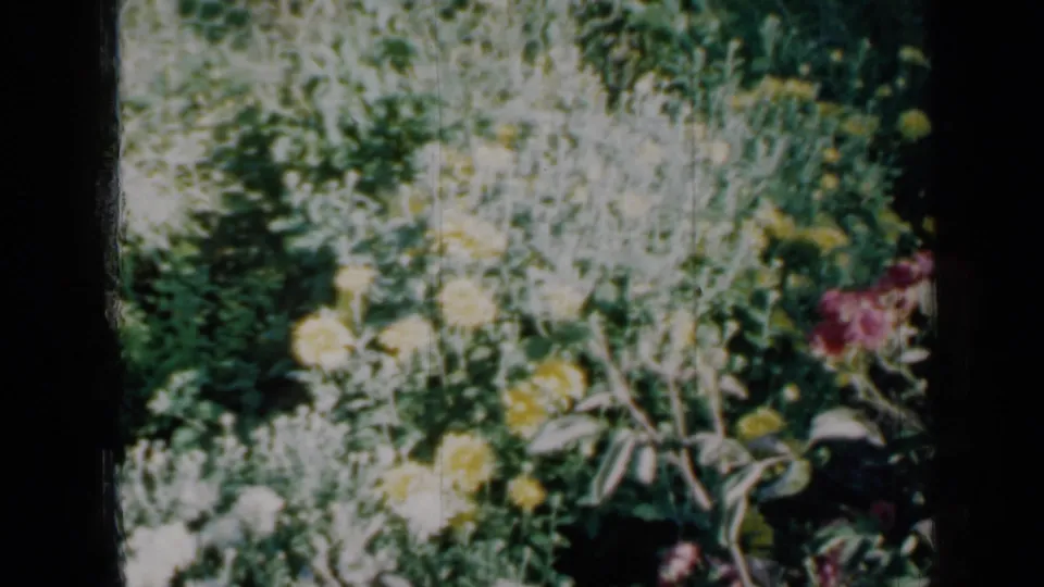 A lush 1958 Minnesota garden bed fills the frame, with pale and yellow flowers visible through soft 8mm color.