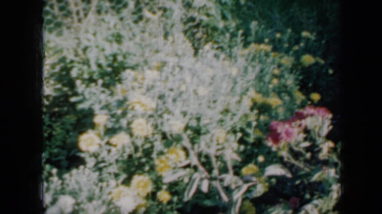 1958 Minnesota 8mm frame showing a bright garden bed with yellow flowers, leafy plants, lawn, and visible film borders.