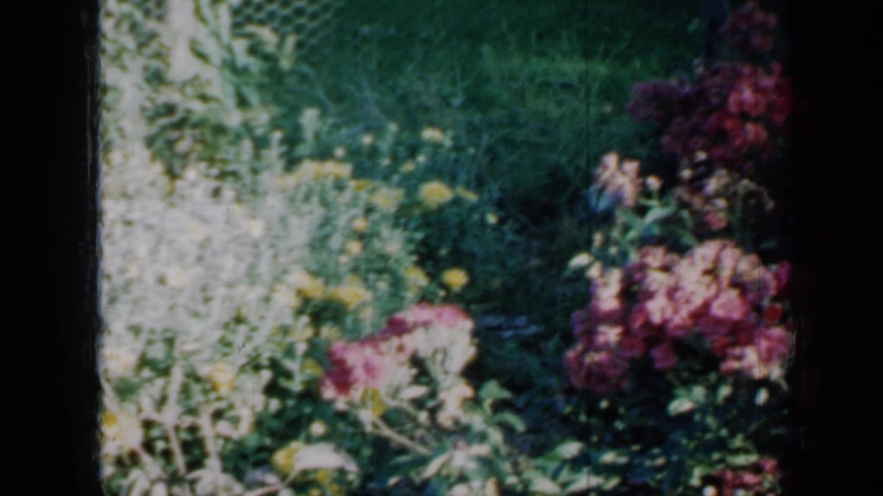 1958 Minnesota home-movie frame with yellow garden flowers, green lawn, and pink blooms along the edge of the shot.