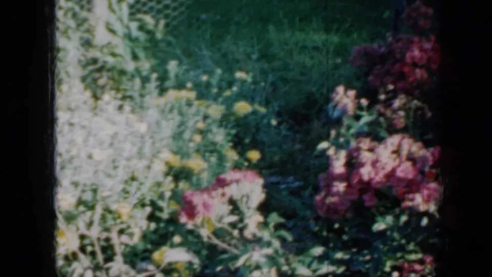 1958 Minnesota home-movie frame with yellow garden flowers, green lawn, and pink blooms along the edge of the shot.