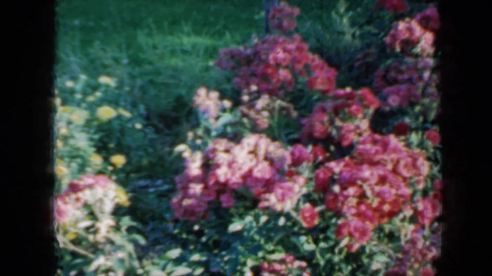 1958 Minnesota 8mm garden frame showing clustered pink rose-like blooms against green foliage and lawn.