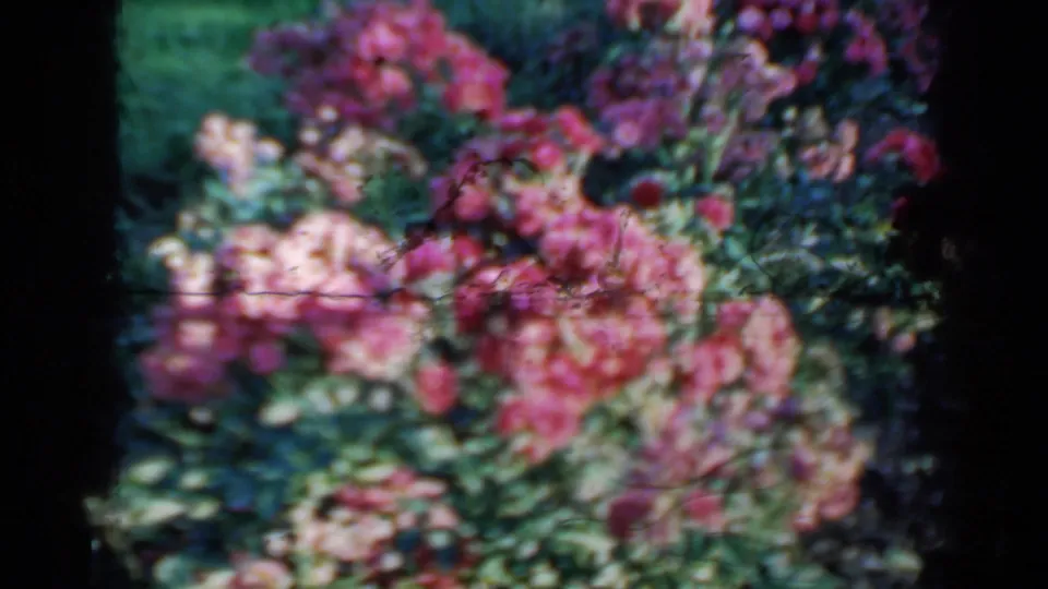 1958 Minnesota garden footage frame with pink flowering clusters, leafy greenery, and visible 8mm film texture.