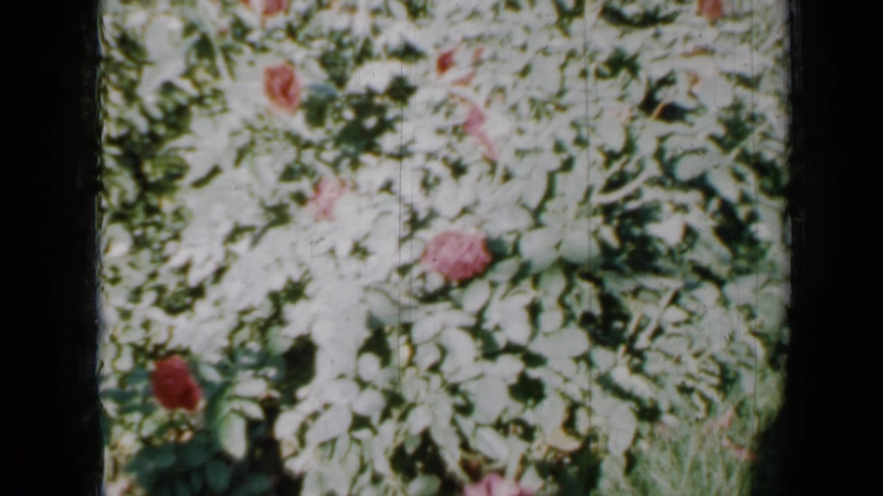 1958 Minnesota 8mm home-movie frame showing red roses among pale green foliage in strong outdoor light.