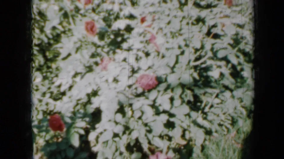 1958 Minnesota 8mm home-movie frame showing red roses among pale green foliage in strong outdoor light.
