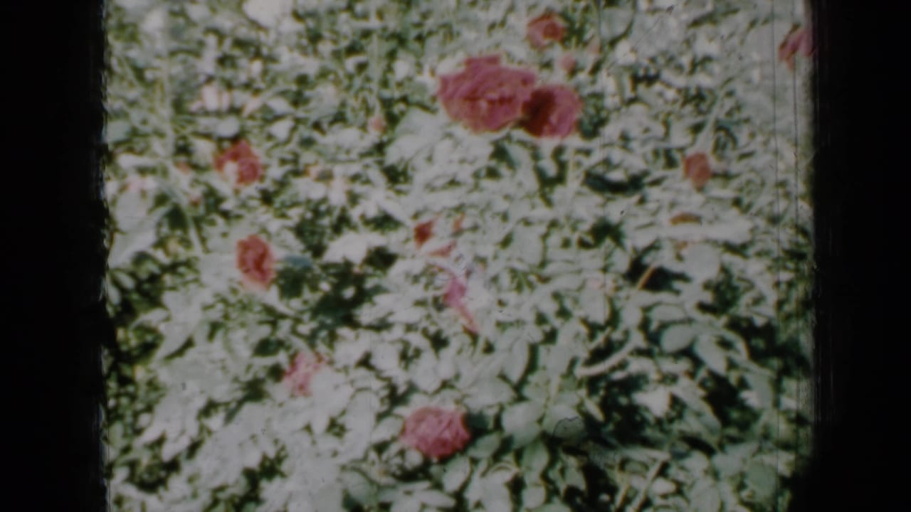 1958 Minnesota garden view on 8mm film, with red and pink roses scattered through bright green foliage.
