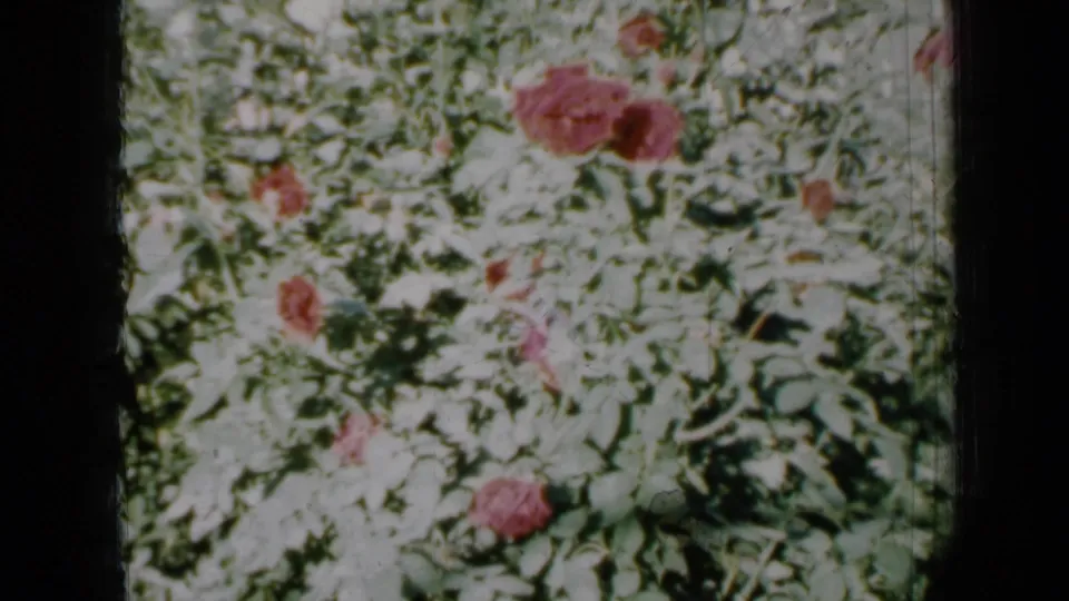 1958 Minnesota garden view on 8mm film, with red and pink roses scattered through bright green foliage.