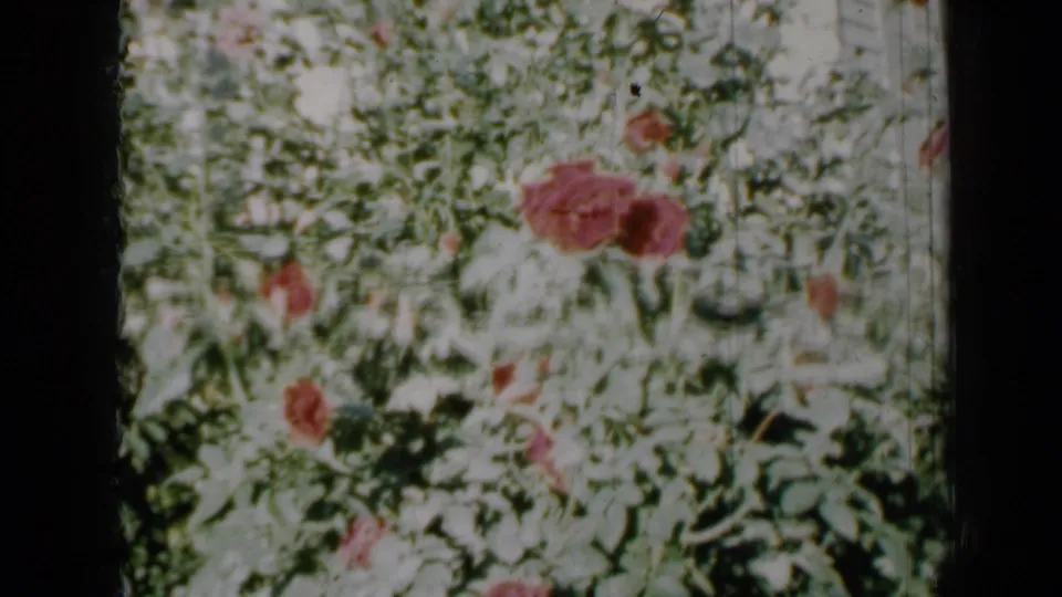 1958 Minnesota 8mm frame showing scattered red roses and pale foliage in a sunlit garden bed.