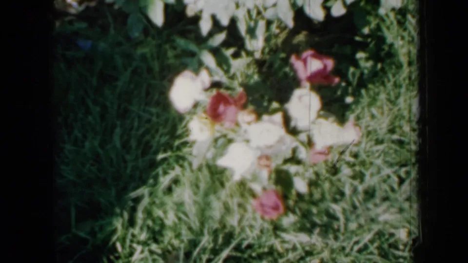 1958 Minnesota home-movie frame with red and white roses beside grass and dense green leaves.