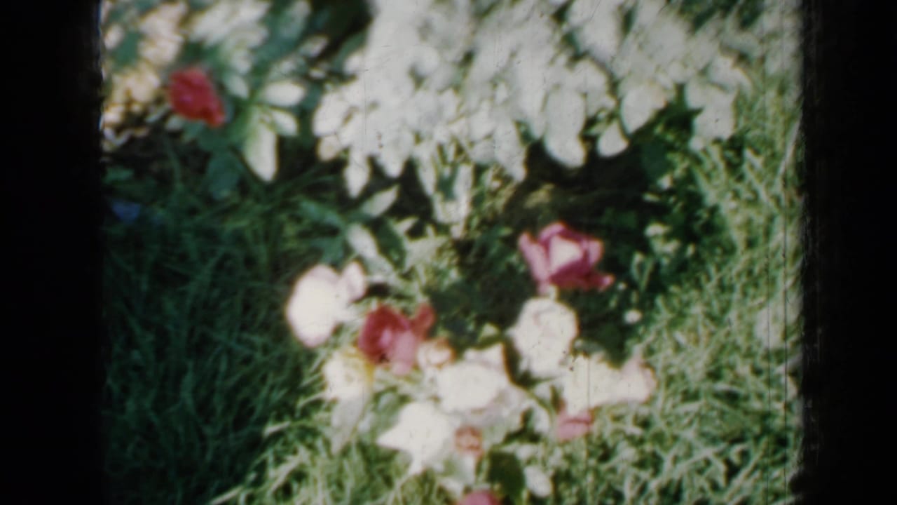 Pink and white roses among dense green garden foliage.