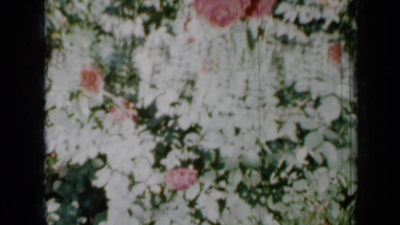 1958 Minnesota garden frame with pale white blooms, pink roses, and dense greenery in soft 8mm focus.