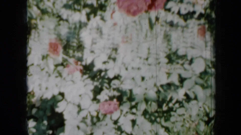 1958 Minnesota garden frame with pale white blooms, pink roses, and dense greenery in soft 8mm focus.