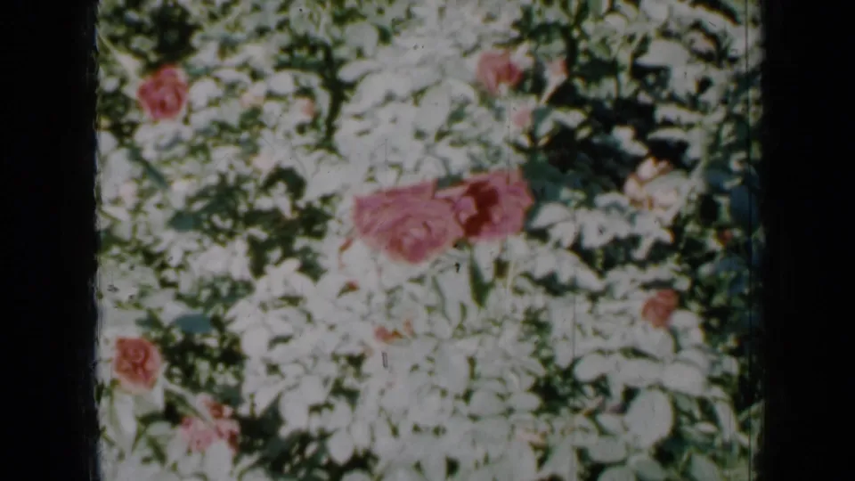 A large pink rose stands out among white blossoms and green leaves in this 1958 Minnesota home-movie garden frame.