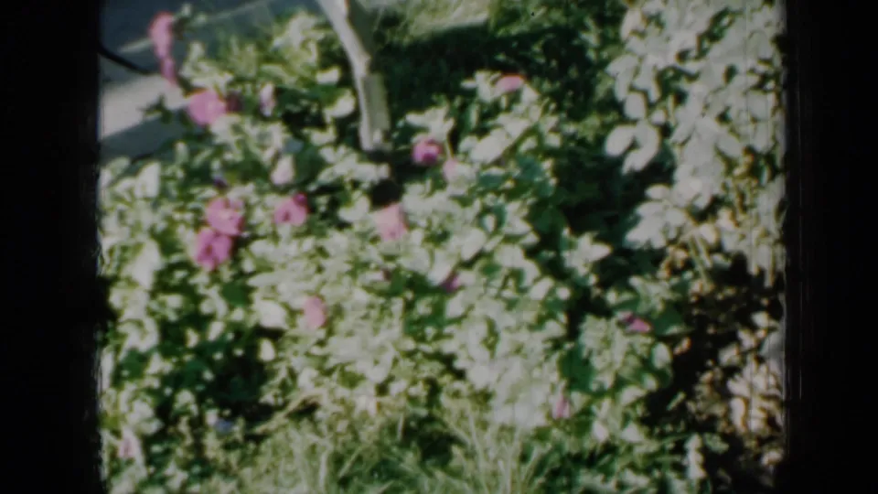 1958 Minnesota 8mm frame showing pink rose blooms against bright green garden foliage and soft shadows.