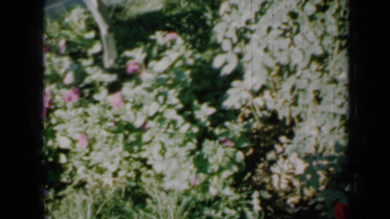 1958 Minnesota 8mm home-movie frame showing bright garden leaves, pink blooms, pale flowers, and soft film exposure.