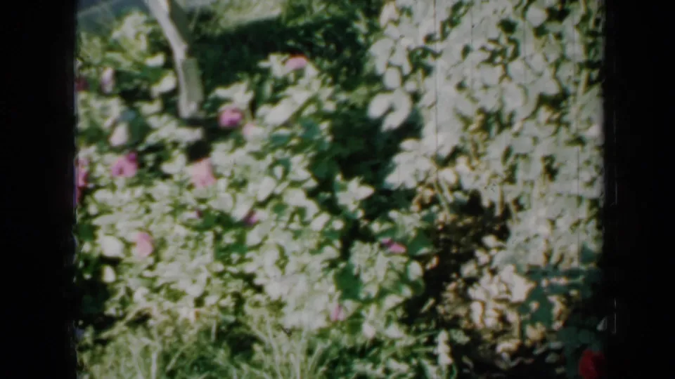 1958 Minnesota 8mm home-movie frame showing bright garden leaves, pink blooms, pale flowers, and soft film exposure.