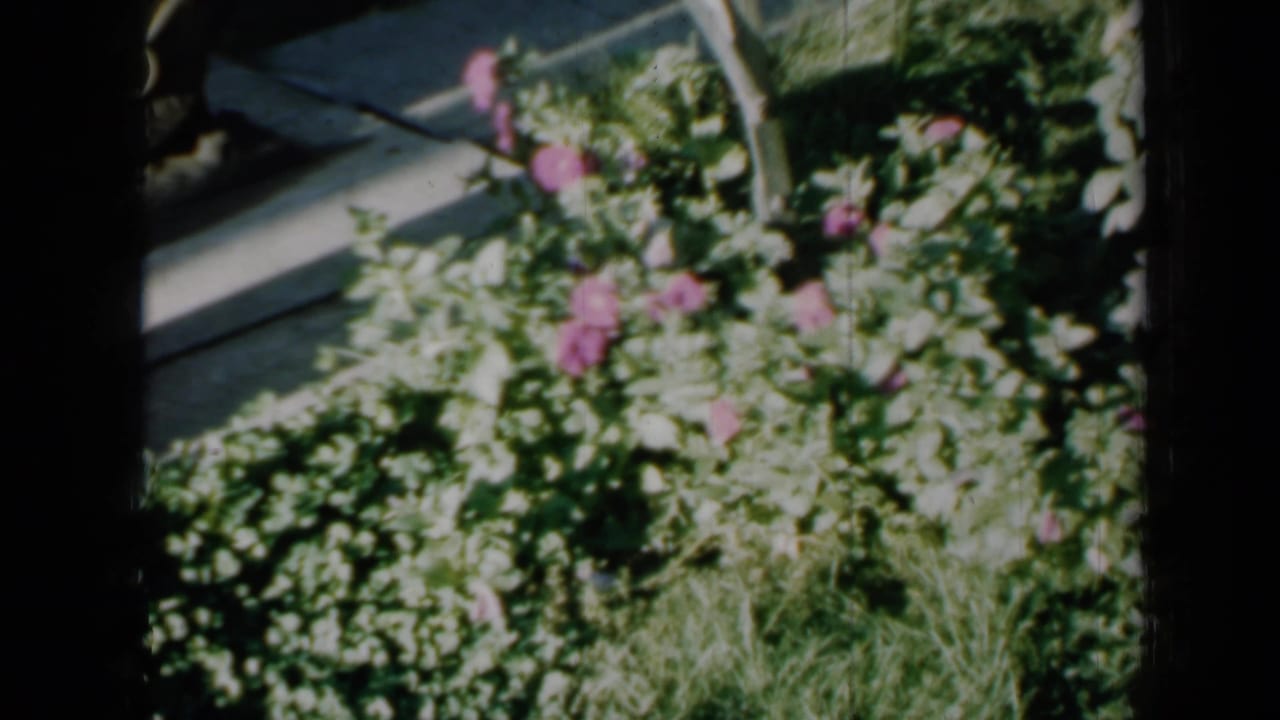 1958 Minnesota home-movie view of a flower bed with pink blooms, dense foliage, grass, and a curved garden border.