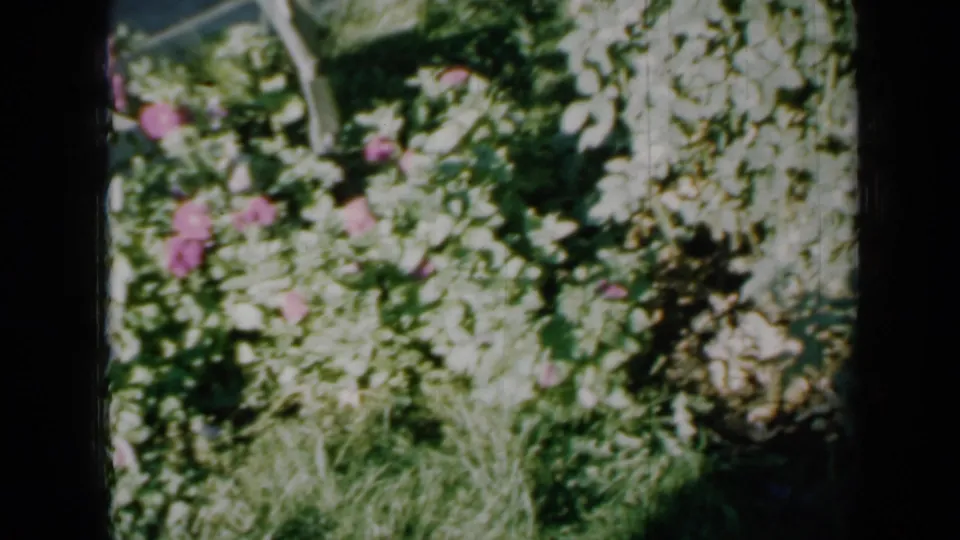 Color 8mm frame from Minnesota in 1958 showing soft-focus garden flowers and leafy plants under bright sun.