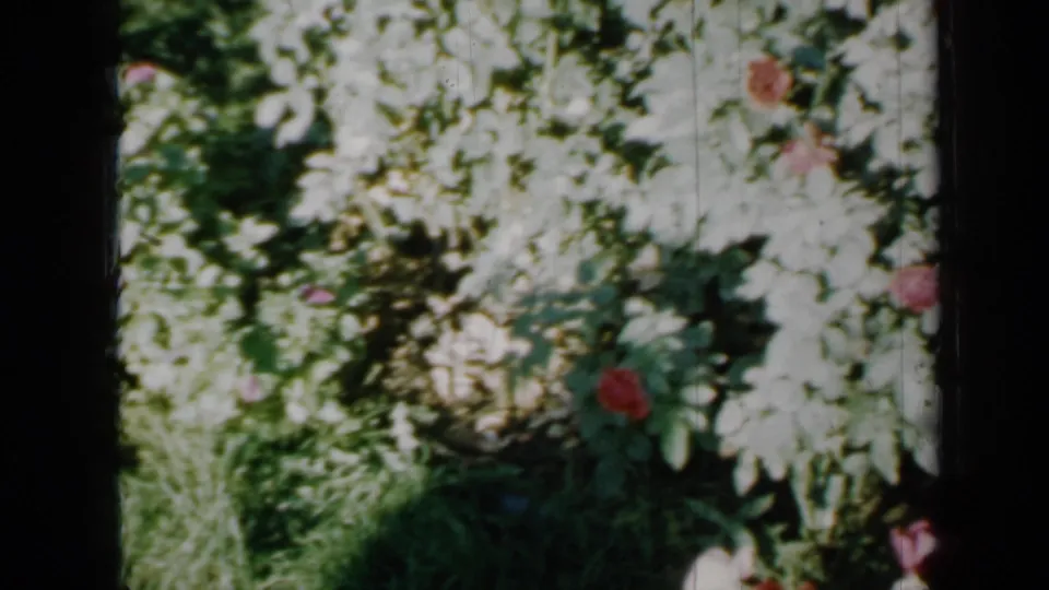 1958 Minnesota 8mm home-movie frame showing dense flowering plants, pink blossoms, grass, and shadowed film edges.