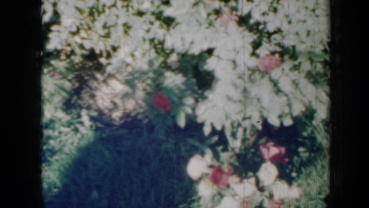 Red and white rose bush with green foliage and a dark shadow across the lower left.