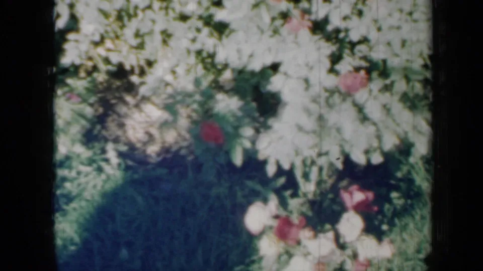 1958 Minnesota 8mm frame showing red and white roses among dense green foliage with bright sun and soft shadow.
